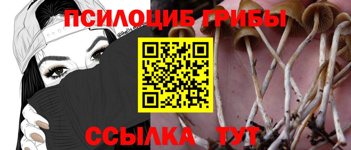 Галлюциногенные грибы мицелий  Вход с VPN  Галлюциногенные грибы Psilocybe  Сунжа 